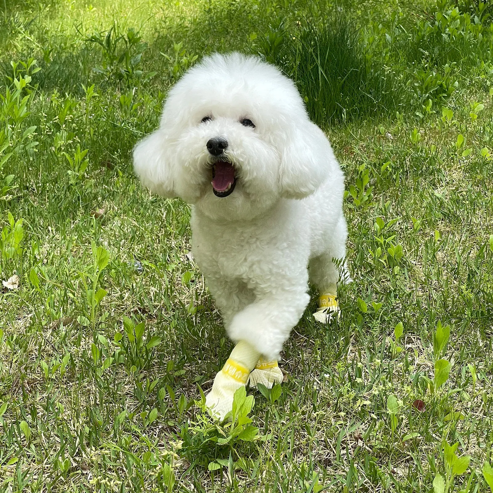 28pc Waterproof Anti-Slip Dog Shoes Yellow M | Daeng Daeng